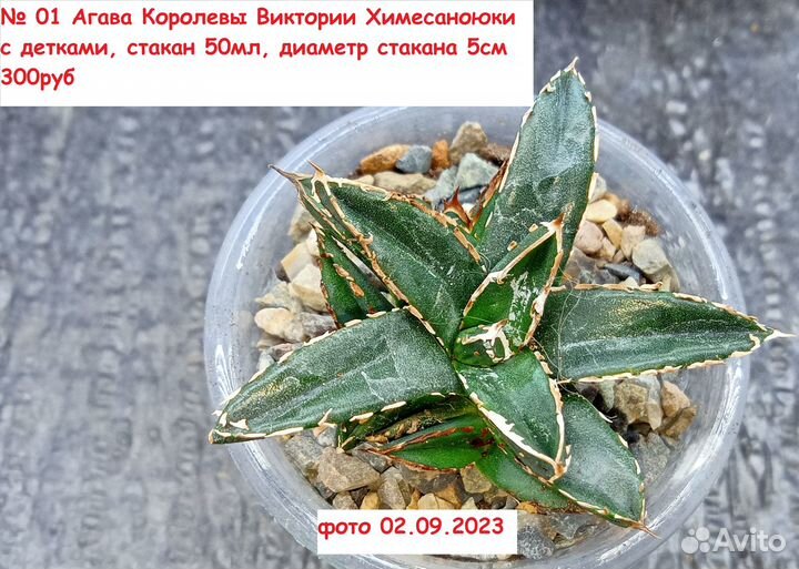 Самовывоз Агава, Хавортия