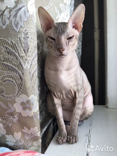 Донской сфинкс