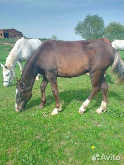 Кобыла тяжеловозной помеси