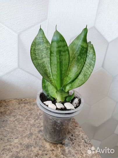 Щучий хвост мини