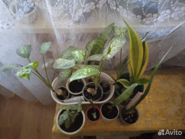 Комнатные цветы