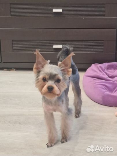 Вязка собак