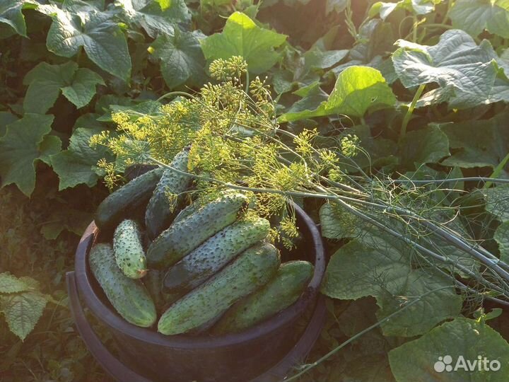 Огурцы свежие, домашние