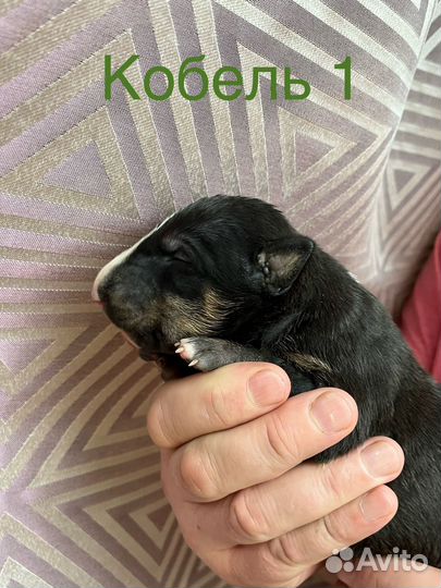 Стандартный бультерьер