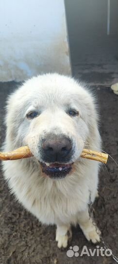 Сушёные корень быка