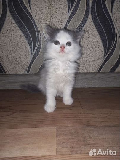 Котята
