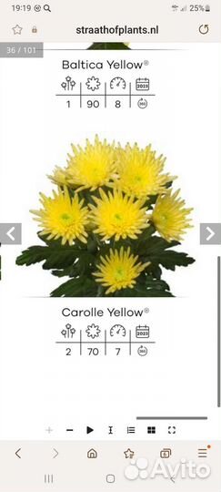 Черенки хризантемы