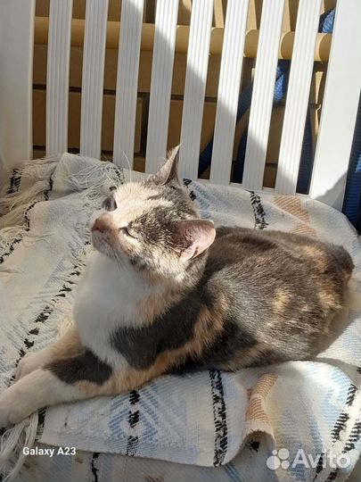 Кошки в добрые руки