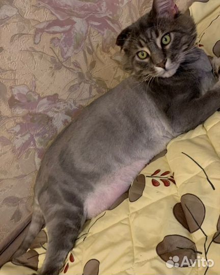 Стрижка кошек и котов, без наркоза