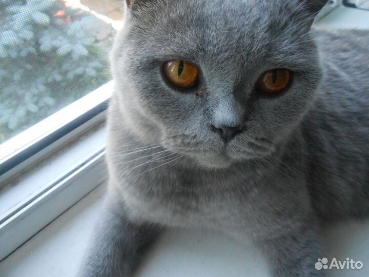 Британские котята 2 месяца