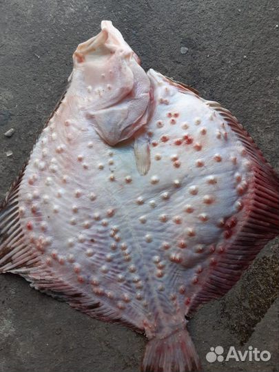 Камбала (калкан)