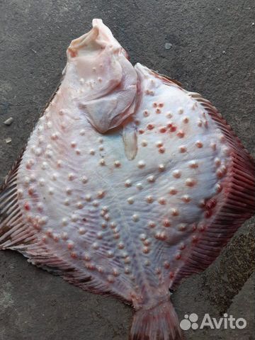 Камбала (калкан)