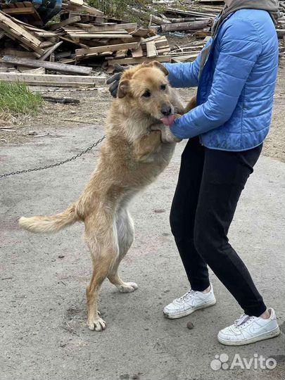 Золото а не собака
