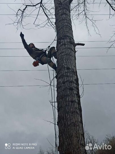 Спил, кронированние, лечение деревьев, арбористика