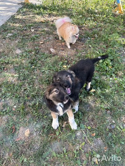 Щенки 2 месяца