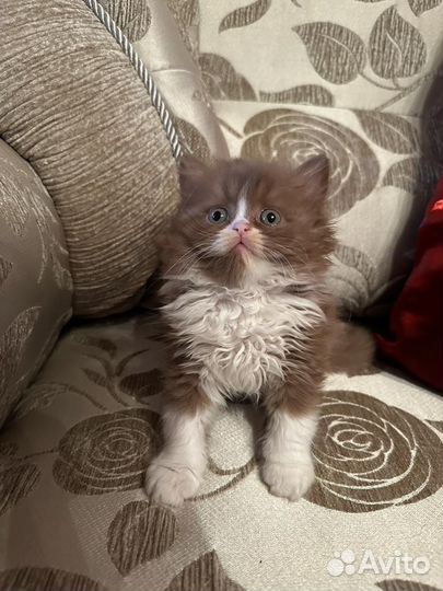 Британские котята