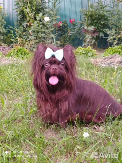 Маленький, курносый.Вязка.Щенки