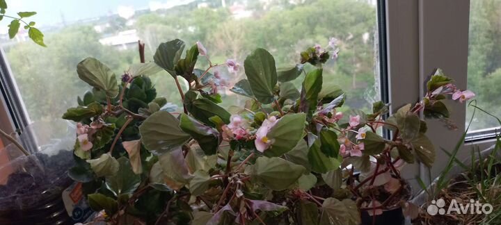 Бегония вечноцветущая