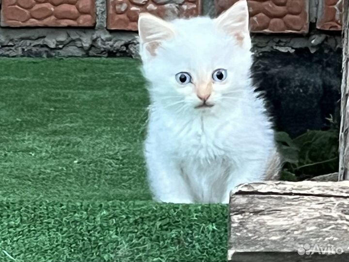 Котята в добрые руки бесплатно