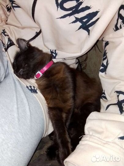 Котёнок