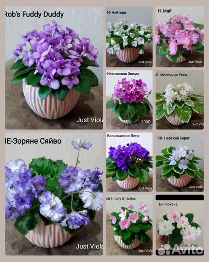 Сортовые фиалки мини