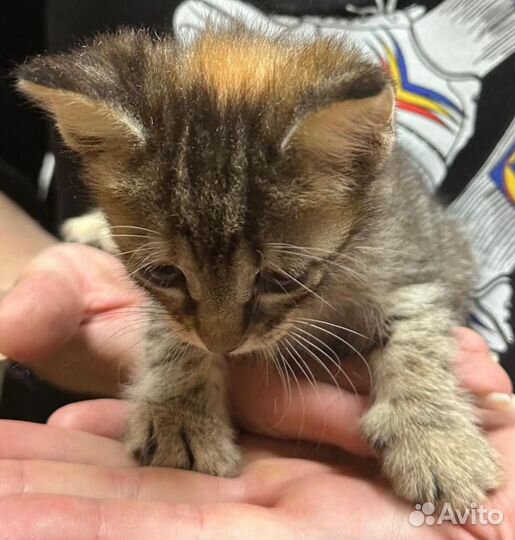 Кошечка в дар