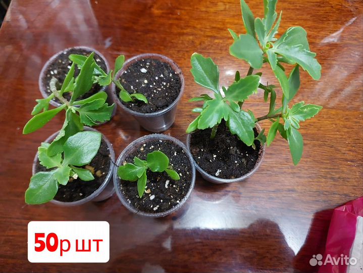 Комнатные цветы колонхоэ