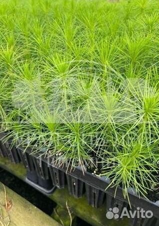 Зкс и окс Сосна Ель Лиственница сеянцы Голуб горн