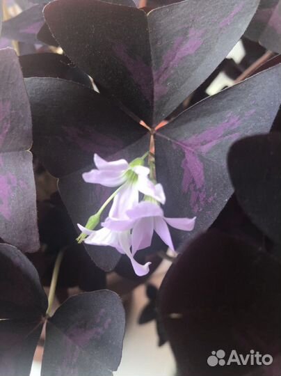 Оксалис (кислица)