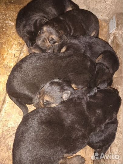 Немецкая овчарка