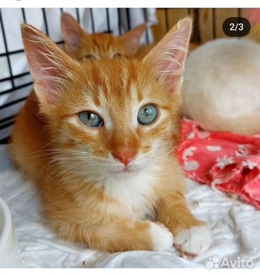 Котята в добрые руки бесплатно