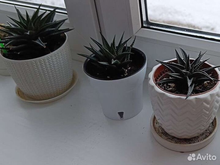 Суккуленты