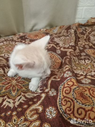 Отдам котят