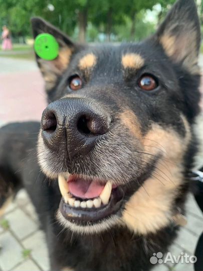 Собака компаньон