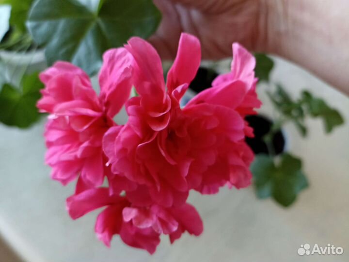 Герань пеларгония плющелистная