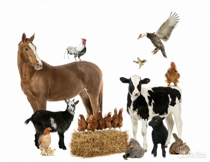 Продавец комбикорма