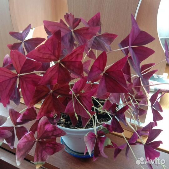 Кислица оксалис