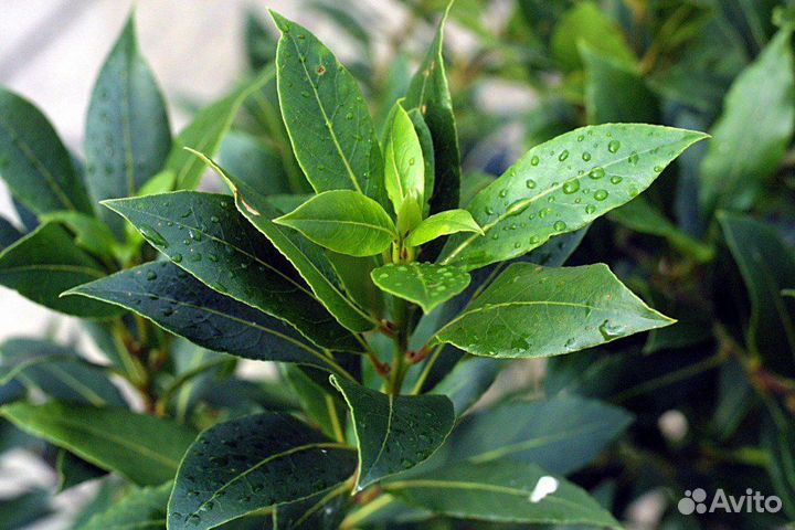 Лавровый лист благородный саженцы