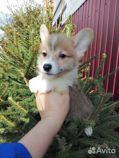 Малыши корги