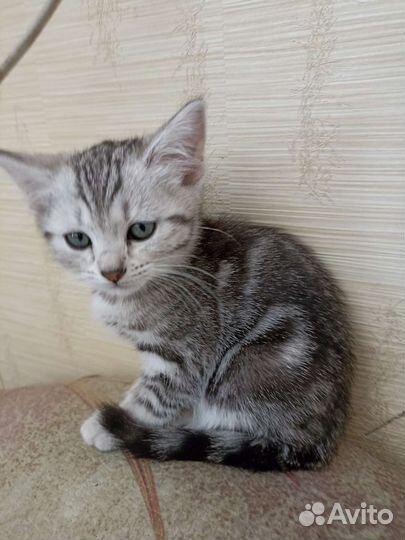 Британская кошка