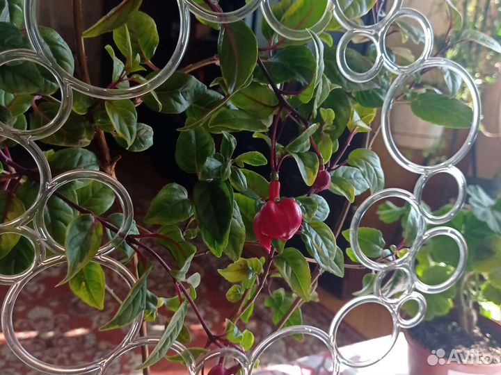 Комнатные растения цветы большие фуксия взросая