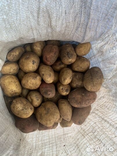 Картофель деревенский