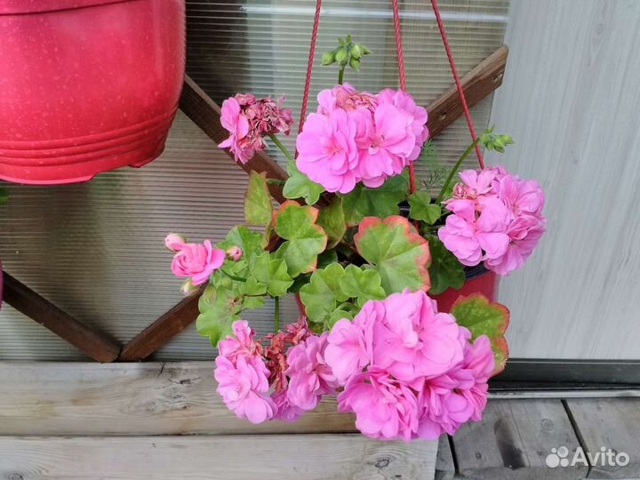 Герань пеларгония