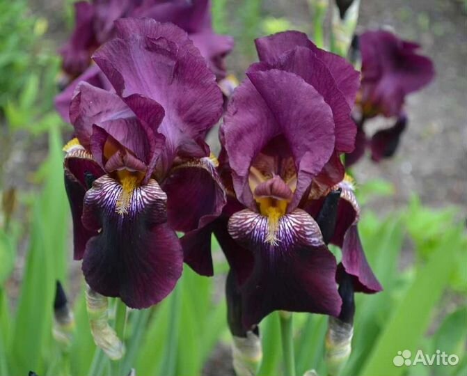 Ирисы