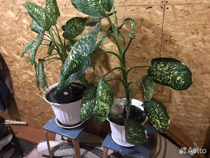 Диффенбахия