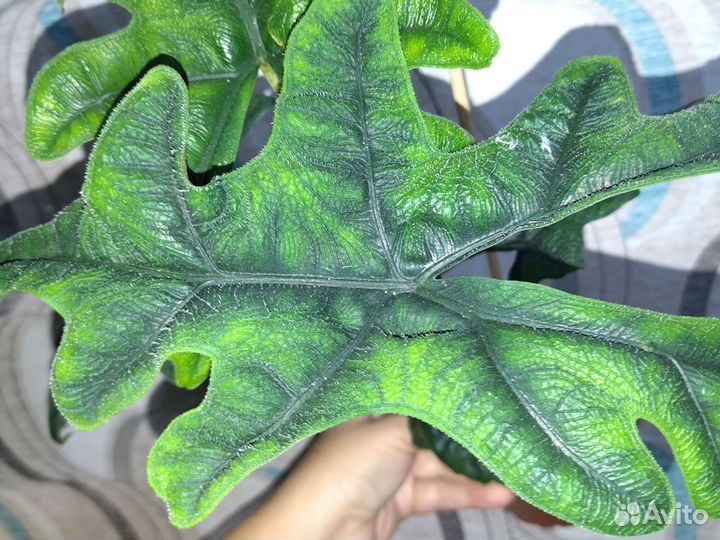 Алоказия Жаклин