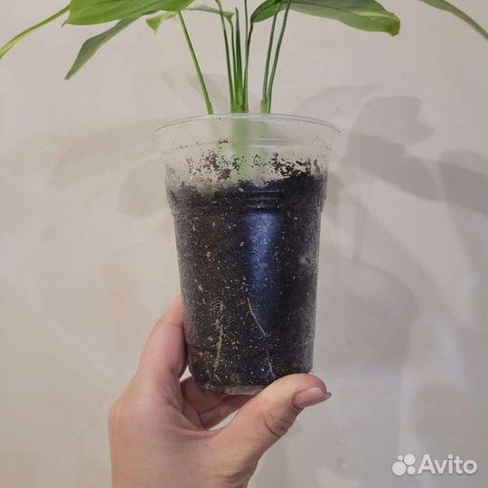 Калатея Лубберса ктенанта