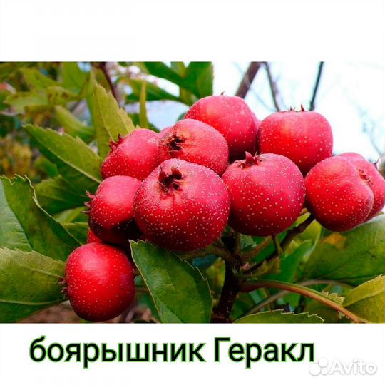 Боярышник Геракл