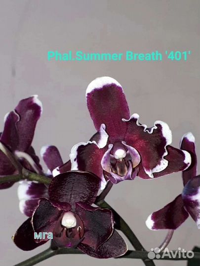 Орхидея фаленопсис