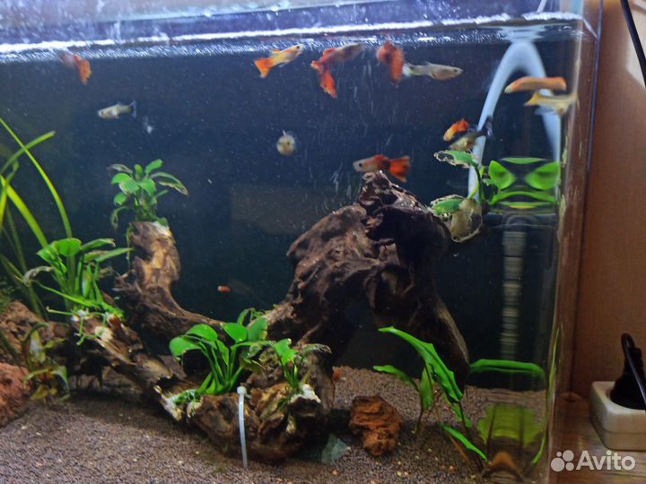 Рыбки гуппи